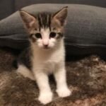 Profile picture of Tanzil